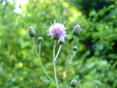 Acker-Kratzdistel / Cirsium arvense