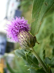 This photo shows Cirsium arvense'