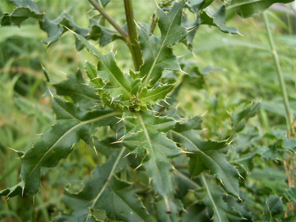 This photo shows Cirsium arvense'