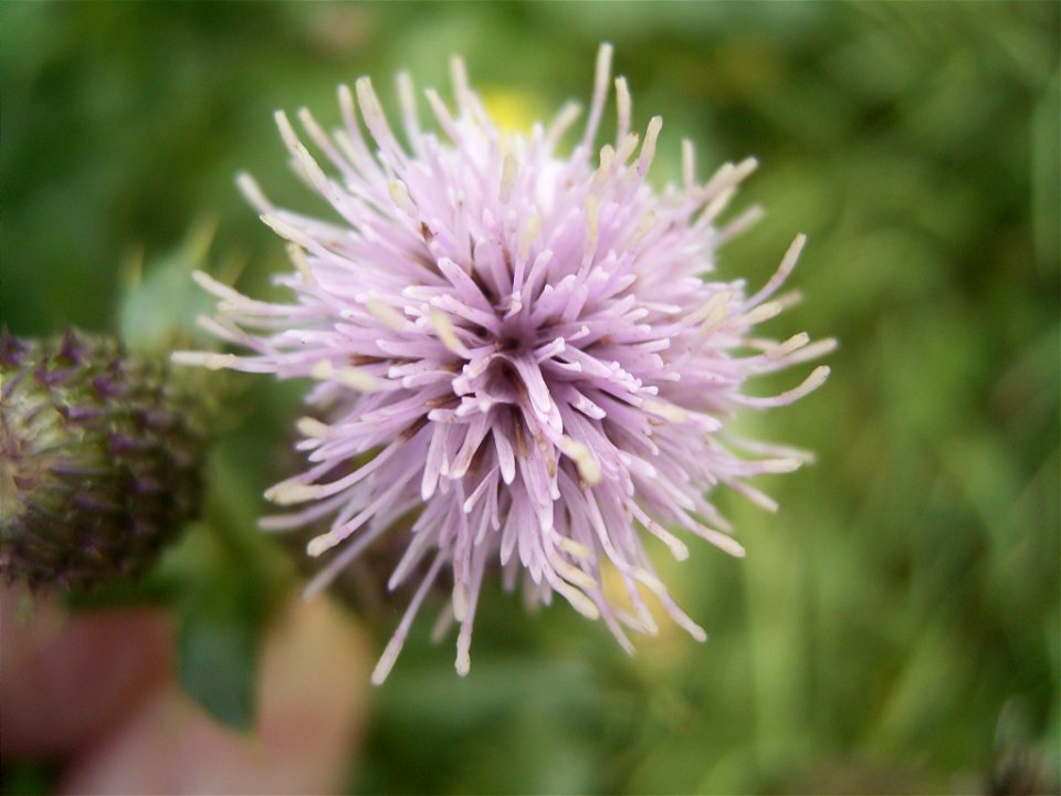 This photo shows Cirsium arvense'