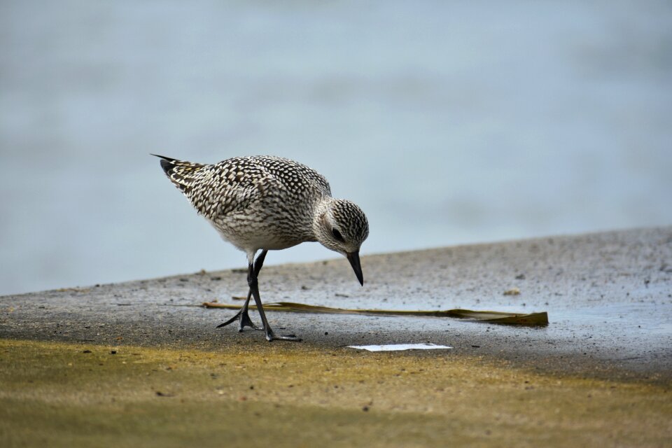 Wild birds 旅鳥 the department of