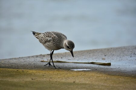 Wild birds 旅鳥 the department of