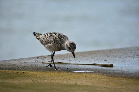 Wild birds 旅鳥 the department of photo