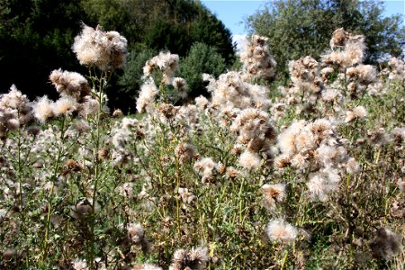 Cirsium arvense

               Acker-Kratzdistel