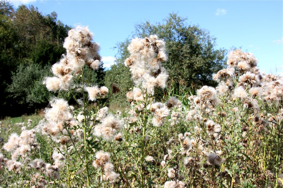 Cirsium arvense

               Acker-Kratzdistel