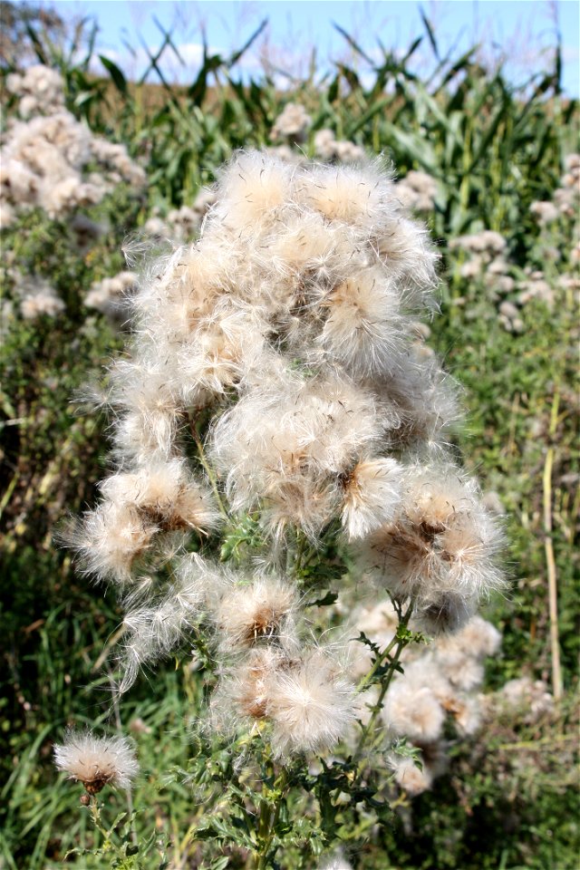 Cirsium arvense

               Acker-Kratzdistel