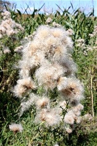 Cirsium arvense

               Acker-Kratzdistel