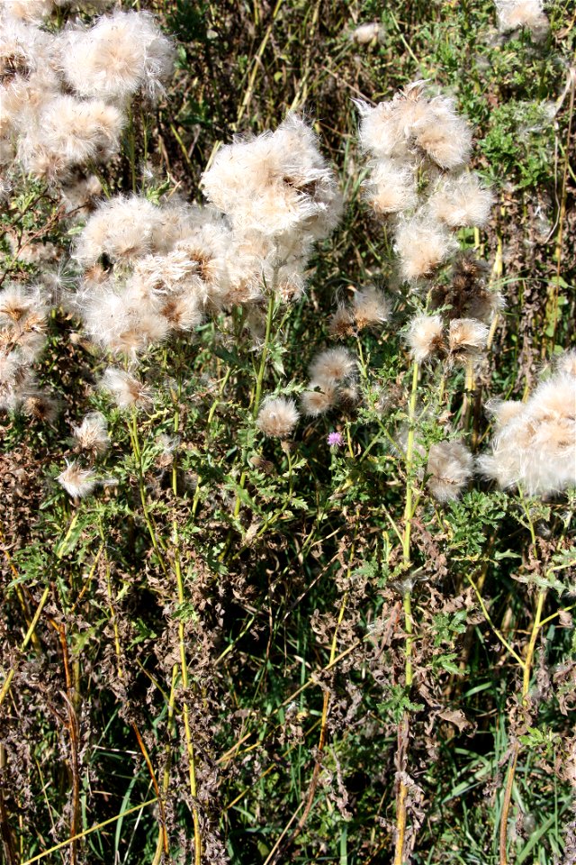 Cirsium arvense

               Acker-Kratzdistel