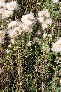 Cirsium arvense

               Acker-Kratzdistel