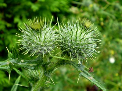 Latin name: Cirsium vulgare (Savi) Ten. 

Common name: Spear Thistle.