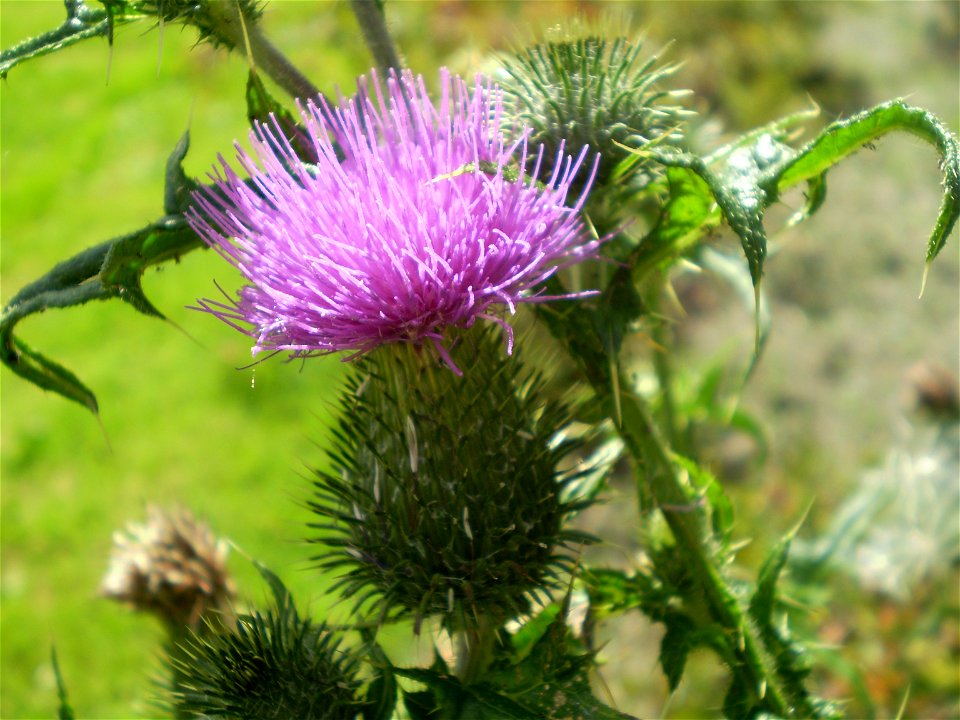 Latin name: Cirsium vulgare (Savi) Ten. 

Common name: Spear Thistle.