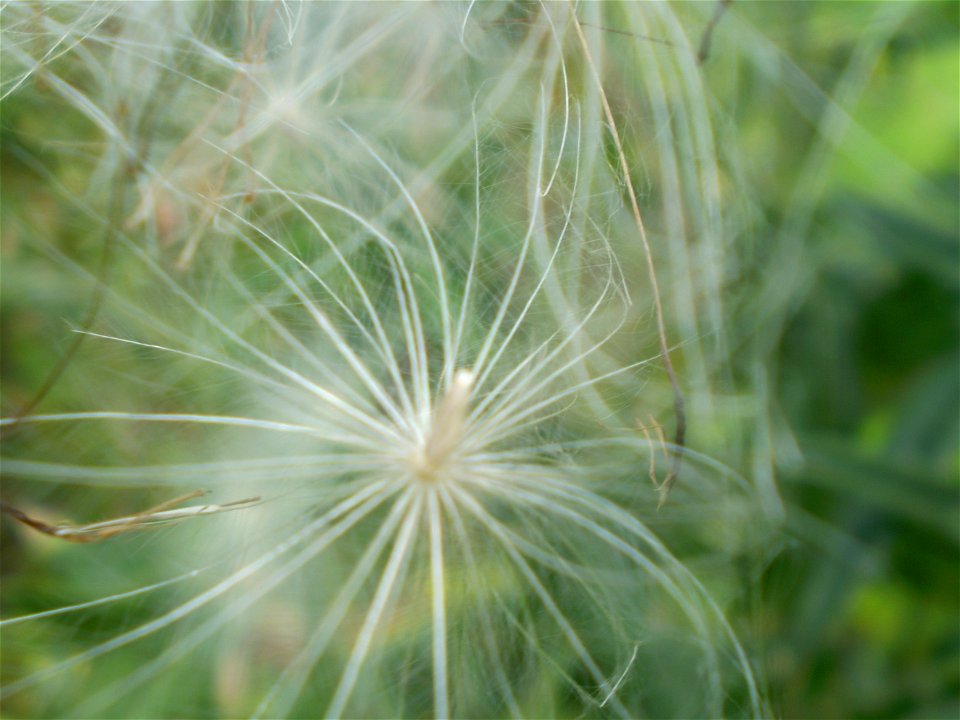 Latin name: Cirsium vulgare (Savi) Ten. 

Common name: Spear Thistle.
