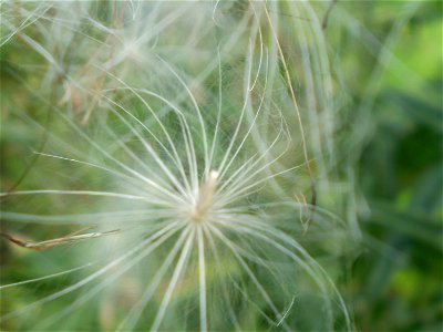 Latin name: Cirsium vulgare (Savi) Ten. 

Common name: Spear Thistle.