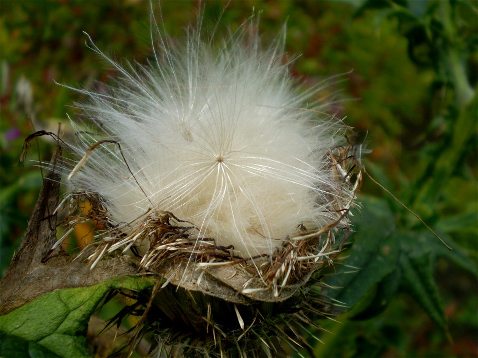 Latin name: Cirsium vulgare (Savi) Ten. 

Common name: Spear Thistle.