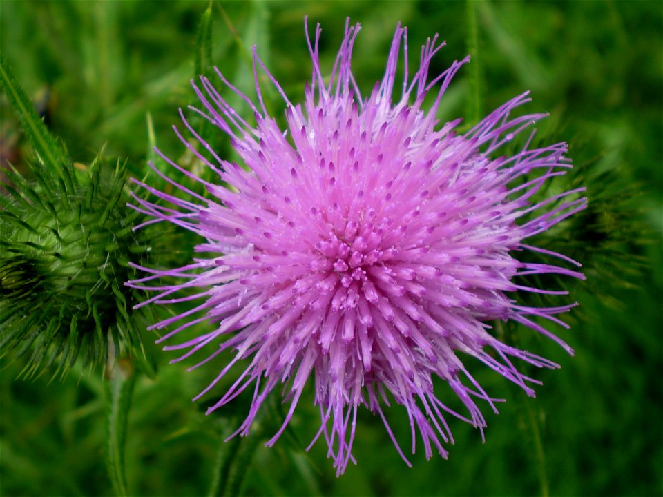 Latin name: Cirsium vulgare (Savi) Ten. 

Common name: Spear Thistle.