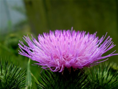 Latin name: Cirsium vulgare (Savi) Ten. 

Common name: Spear Thistle.