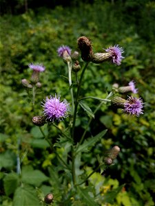 creeping thistle (Cirsium arvense)