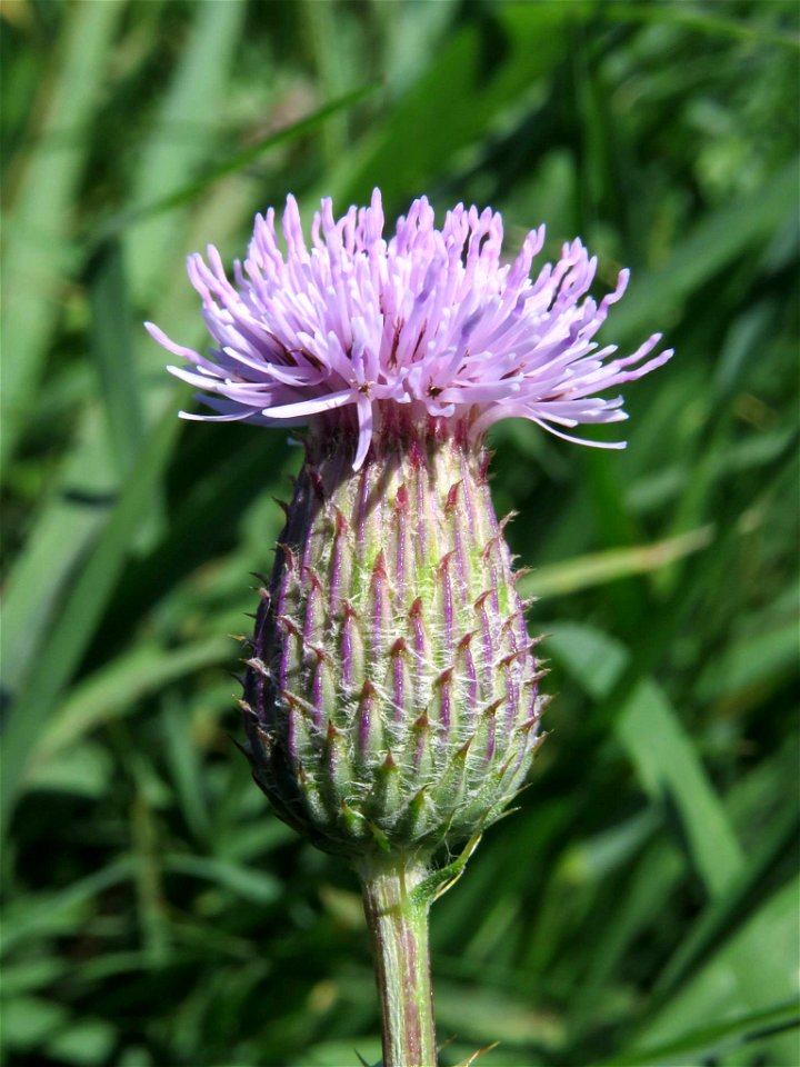 Inflorescencia (capítulo) de Cirsium arvense. Moncofar, Castellón.