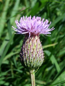 Inflorescencia (capítulo) de Cirsium arvense. Moncofar, Castellón.