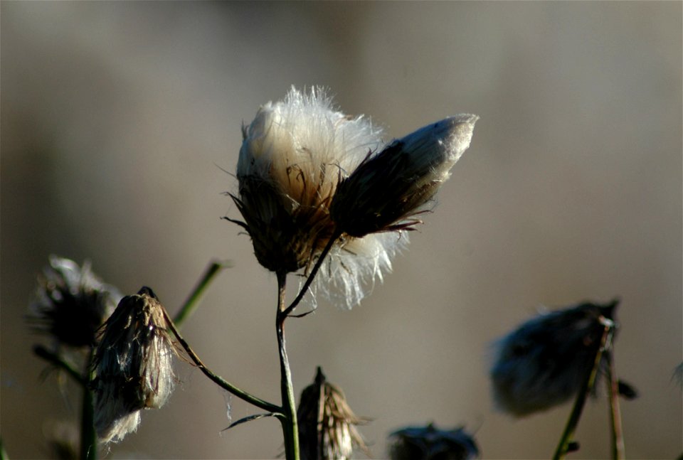 Creeping thistle (Cirsium arvense), in Sweden.