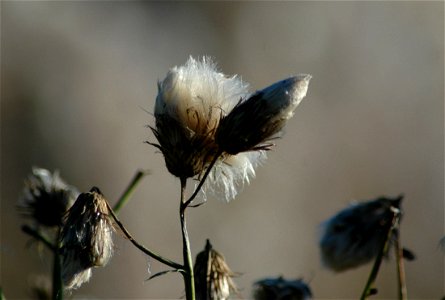 Creeping thistle (Cirsium arvense), in Sweden.