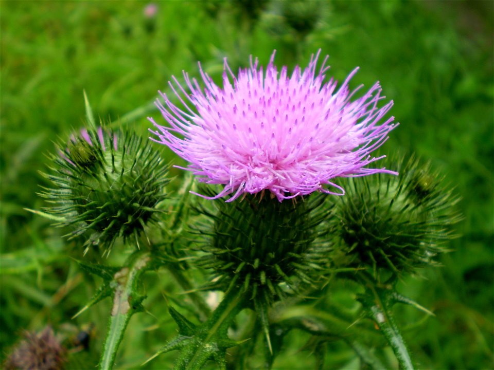Latin name: Cirsium vulgare (Savi) Ten. 

Common name: Spear Thistle.