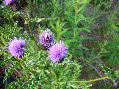 Creeping Thistle Cirsium arvense