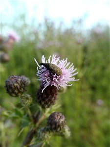 Weevil feeding on a thistle bloom.