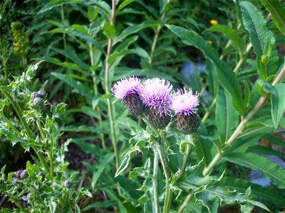 Creeping Thistle Cirsium arvense