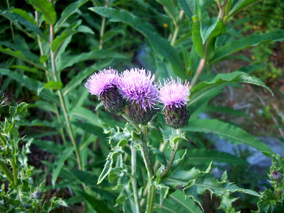Creeping Thistle Cirsium arvense