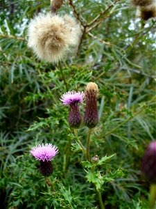 I am the originator of this photo. I hold the copyright. I release it to the public domain. This photo depicts Creeping Thistle flowers. photo