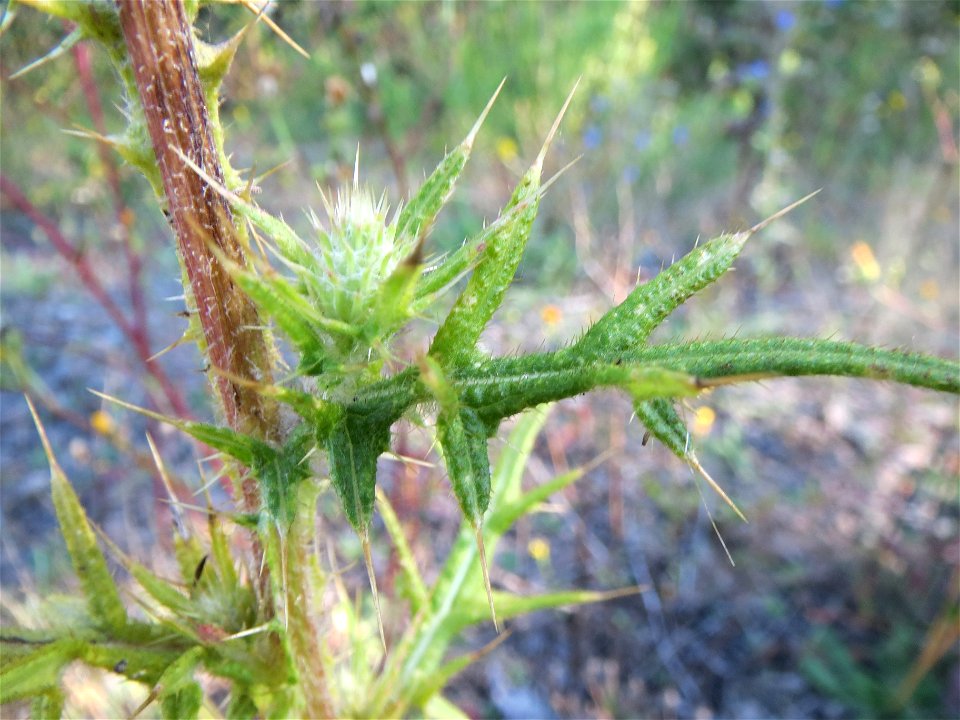 Gewöhnliche Kratzdistel (Cirsium vulgare) in Bruchmühlbach-Miesau