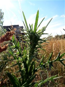 Gewöhnliche Kratzdistel (Cirsium vulgare) in Hockenheim