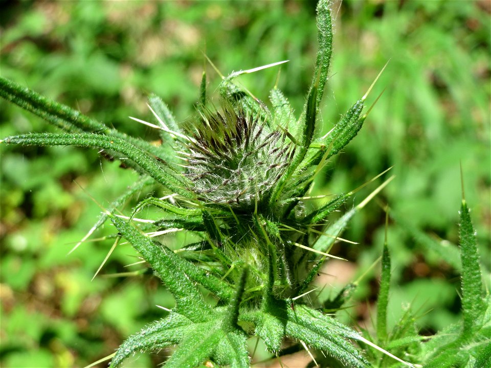Gewöhnliche Kratzdistel (Cirsium vulgare) im Schwetzinger Hardt