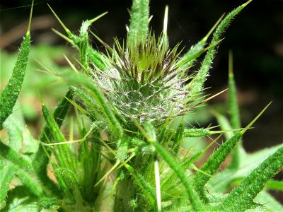 Gewöhnliche Kratzdistel (Cirsium vulgare) im Schwetzinger Hardt