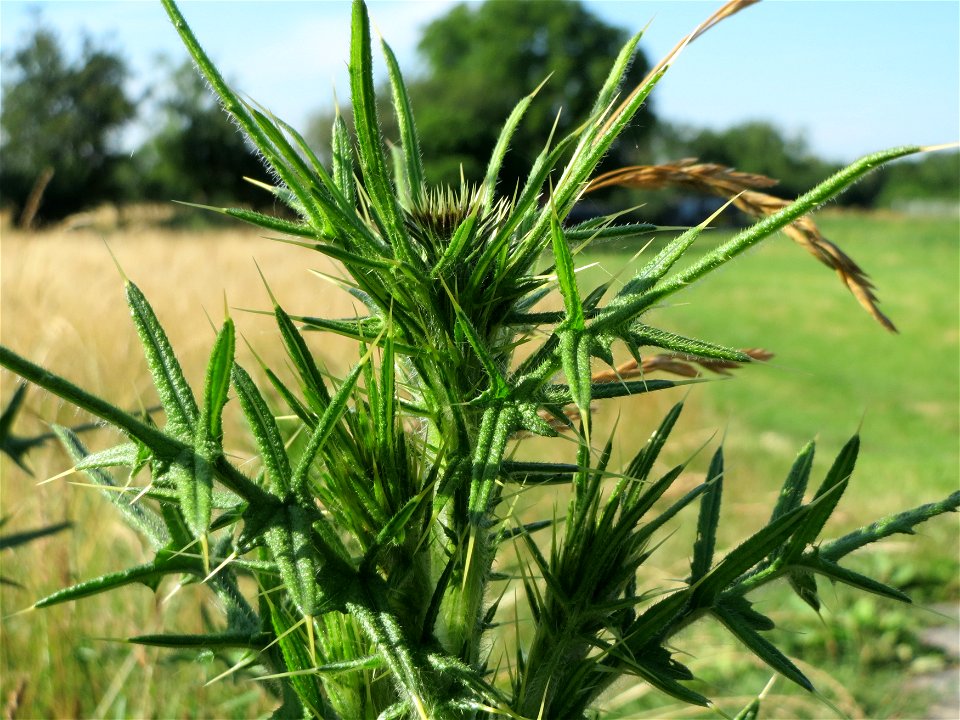 Gewöhnliche Kratzdistel (Cirsium vulgare) in Hockenheim