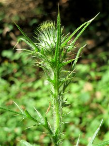 Gewöhnliche Kratzdistel (Cirsium vulgare) im Schwetzinger Hardt