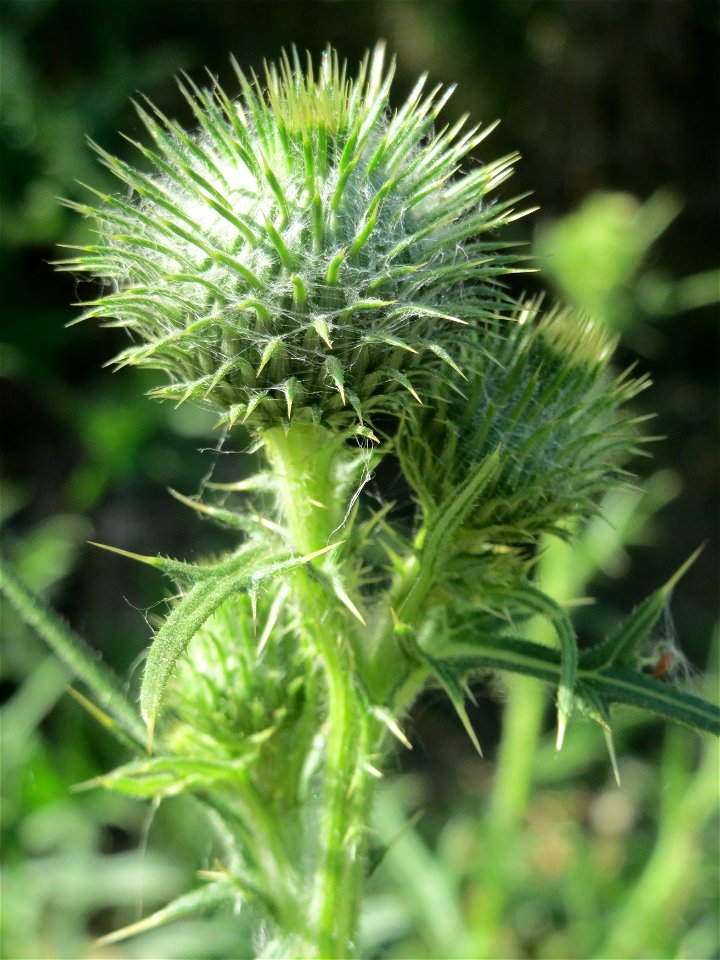 Gewöhnliche Kratzdistel (Cirsium vulgare) in Hockenheim