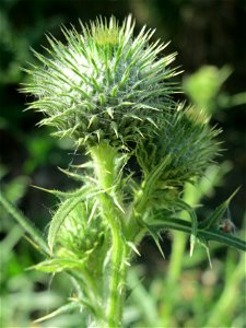 Gewöhnliche Kratzdistel (Cirsium vulgare) in Hockenheim