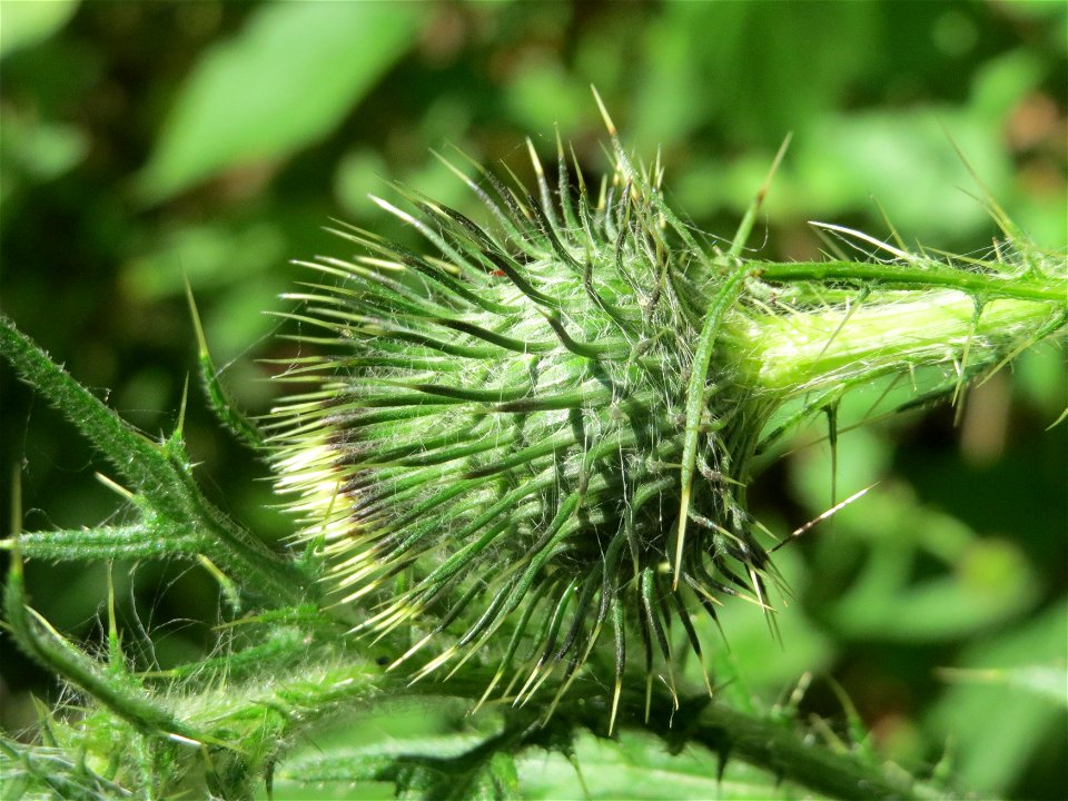 Gewöhnliche Kratzdistel (Cirsium vulgare) im Schwetzinger Hardt