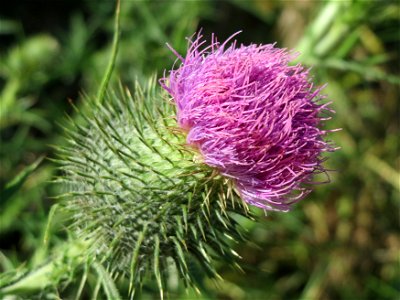 Gewöhnliche Kratzdistel (Cirsium vulgare) in Hockenheim