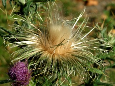 Gewöhnliche Kratzdistel (Cirsium vulgare) in Hockenheim