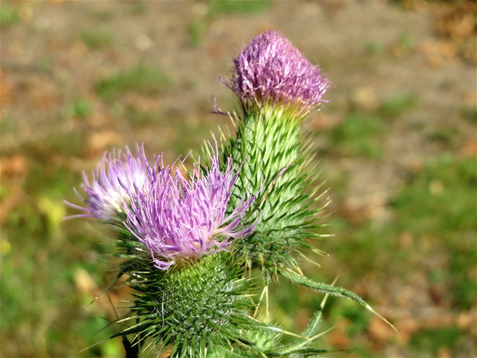 Gewöhnliche Kratzdistel (Cirsium vulgare) in Hockenheim