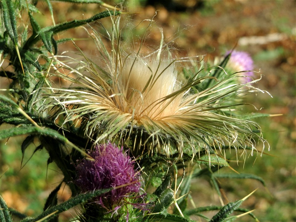 Gewöhnliche Kratzdistel (Cirsium vulgare) in Hockenheim
