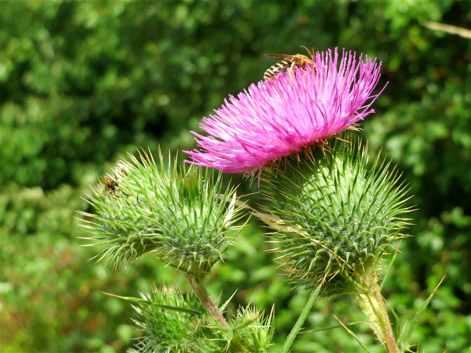 Gewöhnliche Kratzdistel (Cirsium vulgare) in Bruchmühlbach-Miesau