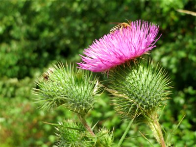 Gewöhnliche Kratzdistel (Cirsium vulgare) in Bruchmühlbach-Miesau