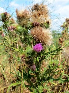 Gewöhnliche Kratzdistel (Cirsium vulgare) in Hockenheim-Talhaus