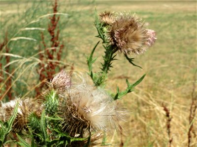 Gewöhnliche Kratzdistel (Cirsium vulgare) in Hockenheim-Talhaus