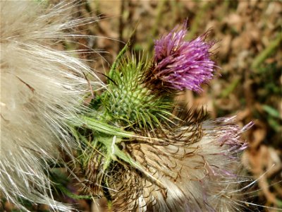 Gewöhnliche Kratzdistel (Cirsium vulgare) in Hockenheim-Talhaus