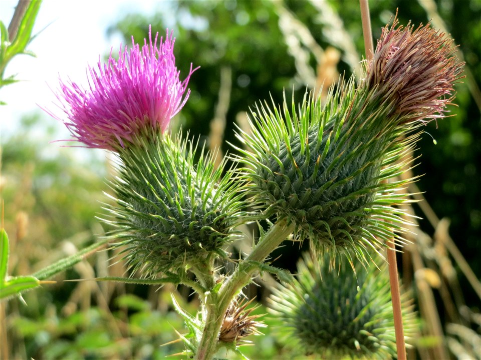 Gewöhnliche Kratzdistel (Cirsium vulgare) bei Wiesbaden-Nordenstadt